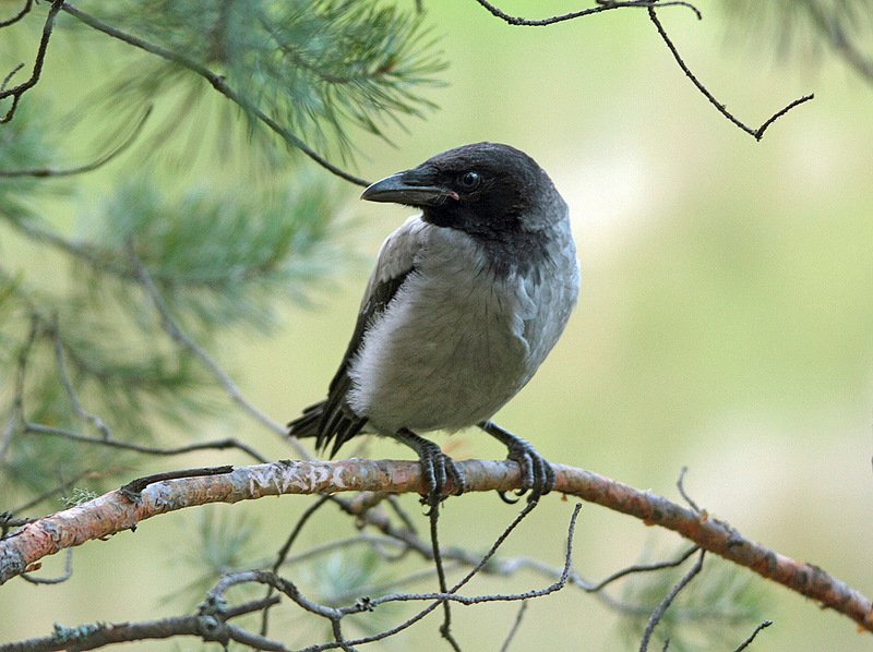 животные птицы вороненок весна Вороненокphoto preview