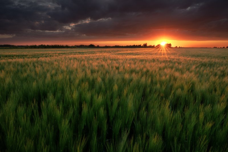 Sunset over crop fieldphoto preview