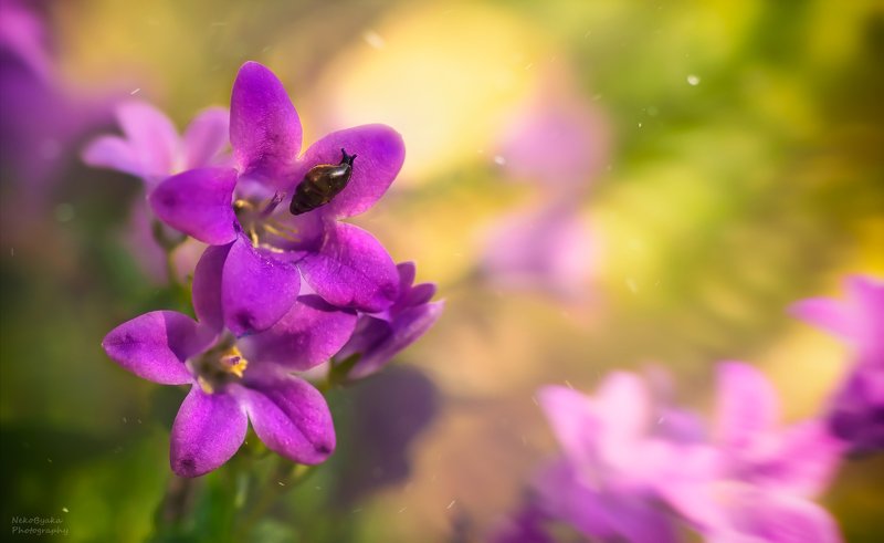 макро, природа, улитка, цветы, боке, весна, macro, nature, snail, flowers, bokeh, spring, ***photo preview