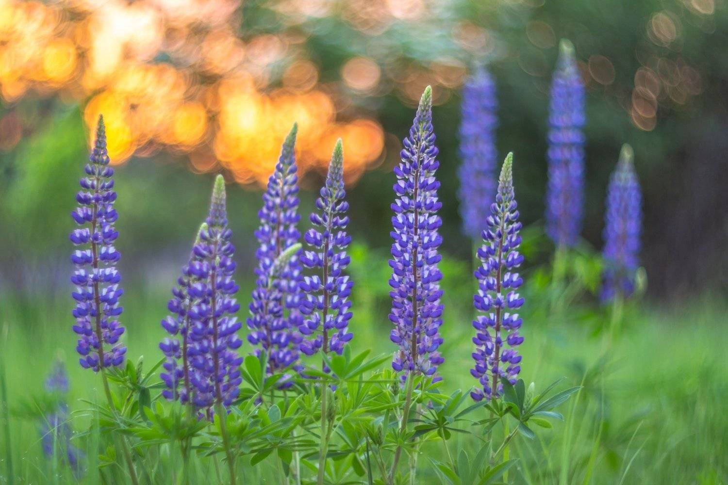 Люпины. Автор: Руслан Востриков лес, люпины, цветы, лето, Руслан Востриков