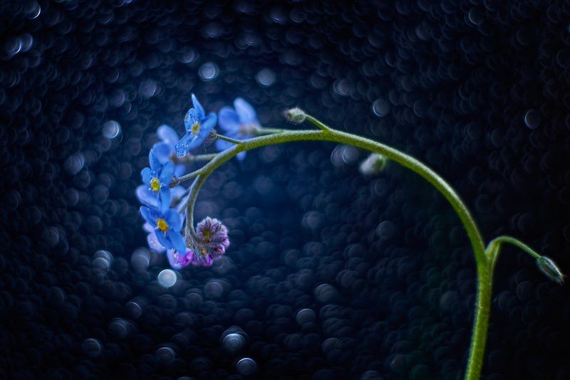 незабудки, цветы, боке, trioplan100 Незабудки.photo preview