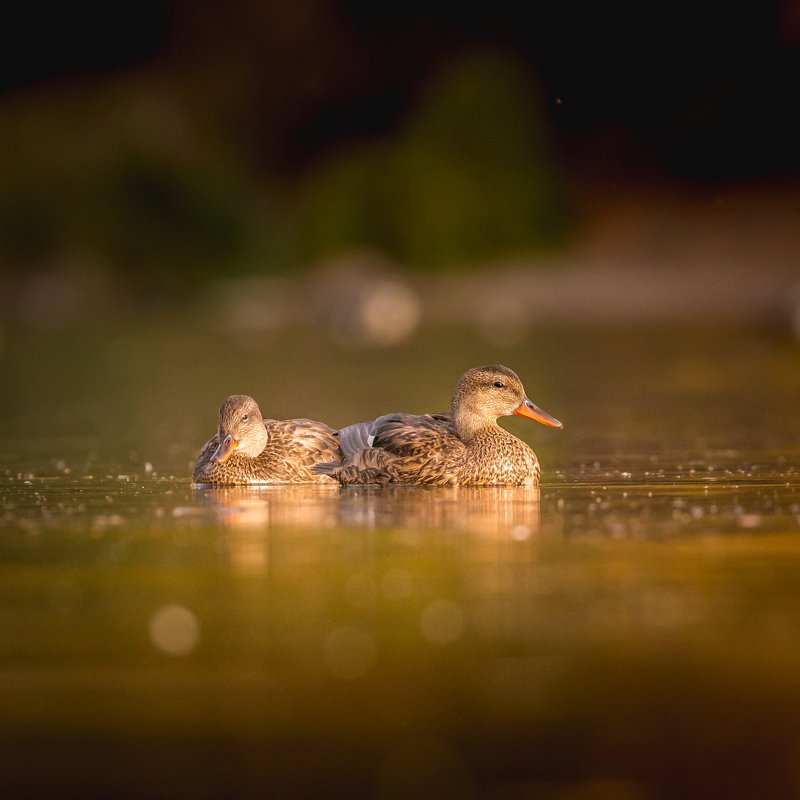 Mallards фото превью