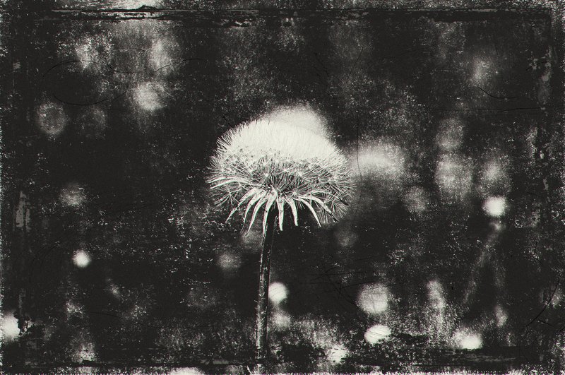 Одуванчик.photo preview