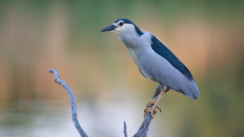 кваква УТРО на речке КОЧЕТЫphoto preview