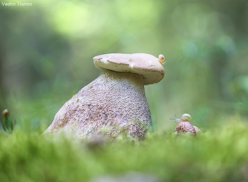 белый гриб, улитка Здоровяк фото превью