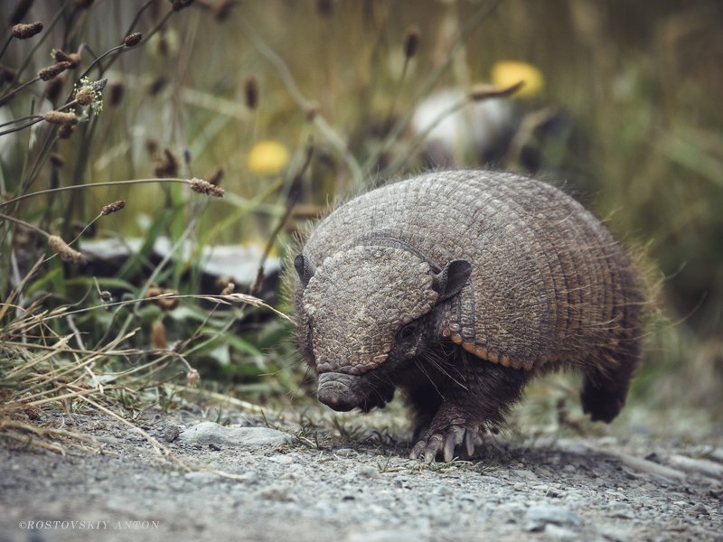 броненосец, фототур, Патагония, Чили,  Деловой гражданинphoto preview