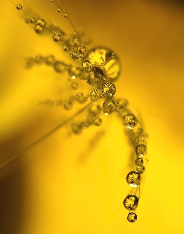 макро, капли, вода, волшебство, макро мир, макрофотография, россия, The reflection of yellow happinessphoto preview
