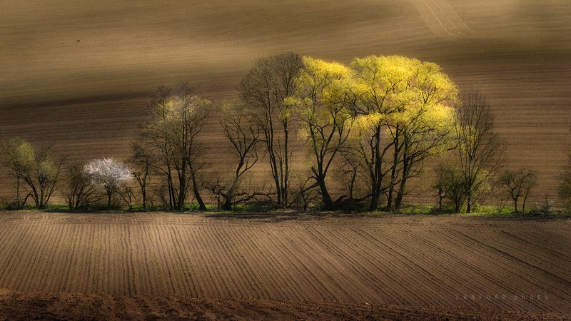 весна в полях,весна ,nikon d750,zanfoar,czech republic,czechia,чехия,nature,landscape,moravia,toscana весна в поляхphoto preview