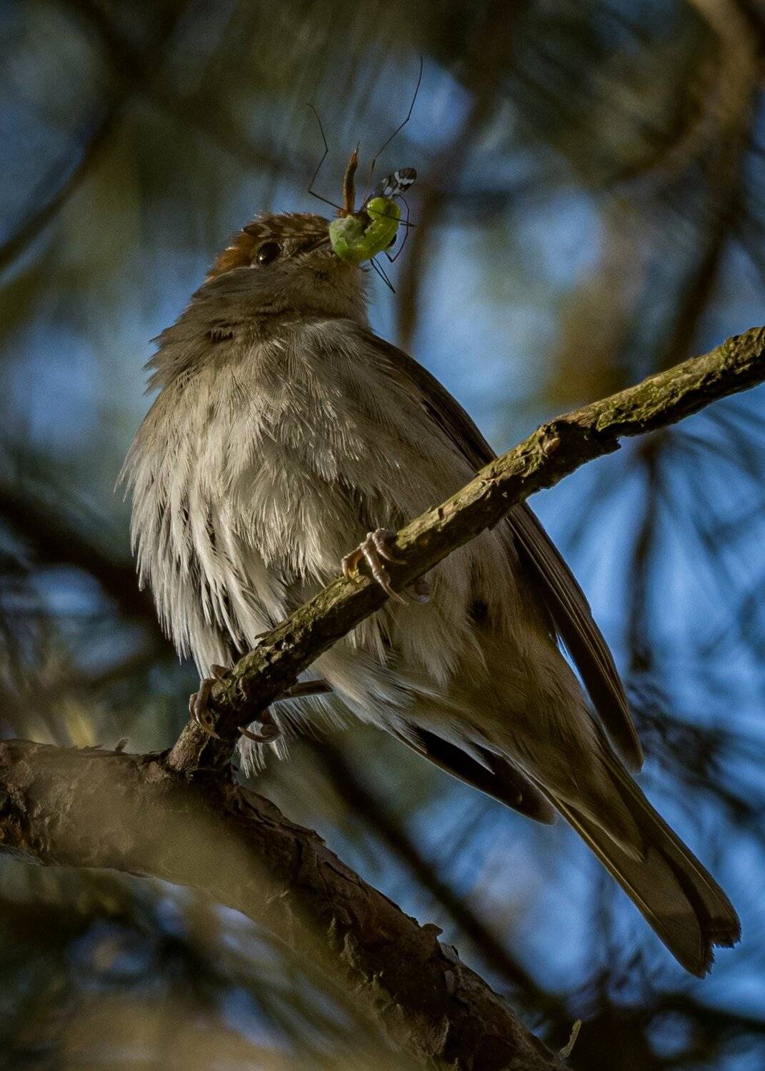, Курлянцев Алексей