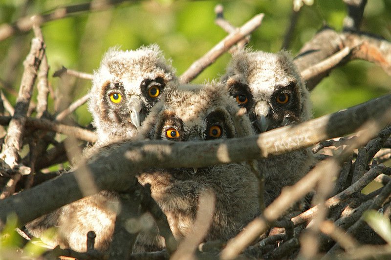 животные птица птенцы ушастой совы гнездо Троеphoto preview