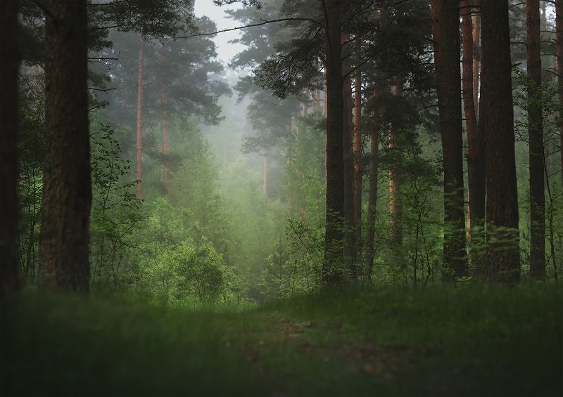 Предрассветный лесphoto preview