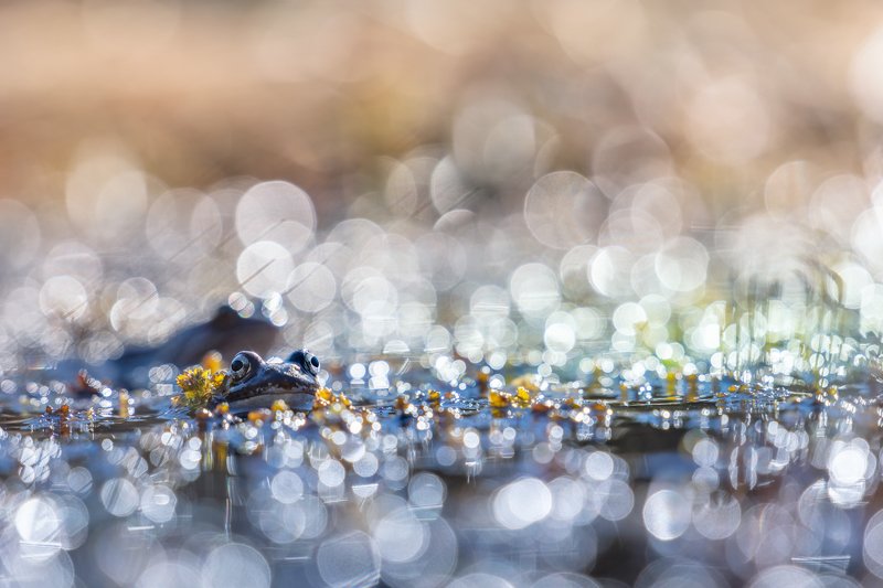macro, bokeh, vintage lens, nature, frog, fauna bath timephoto preview