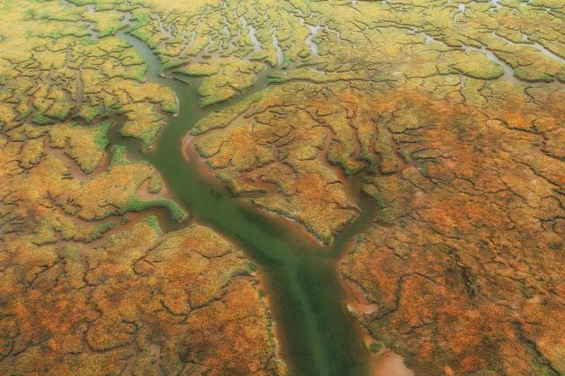 The Treephoto preview