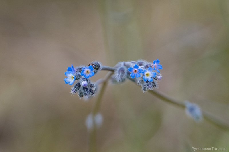 Нежностьphoto preview