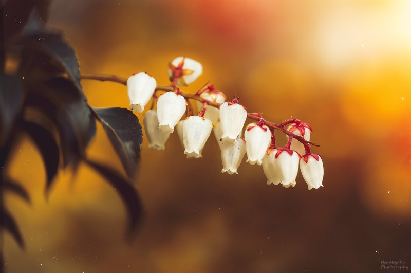 макро, природа, весна, цветы, боке, macro, nature, spring, flowers, bokeh, Цветочная подборкаphoto preview