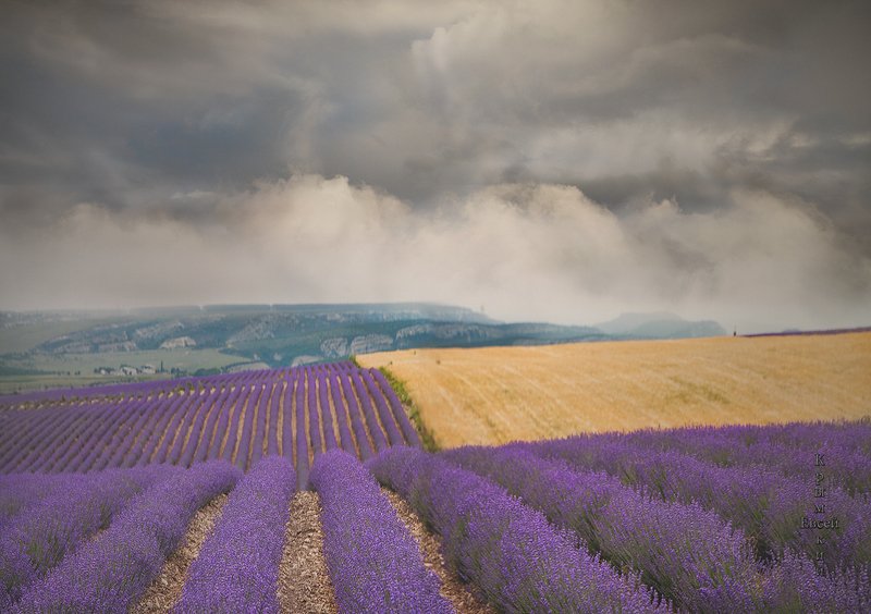 Крым. Лаванда. фото превью