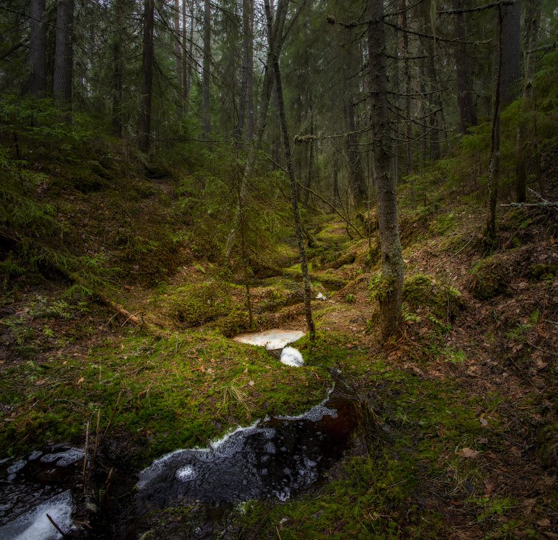 архангельская обасть, весна, русский север, вельский район, ручей, лес Ручейphoto preview