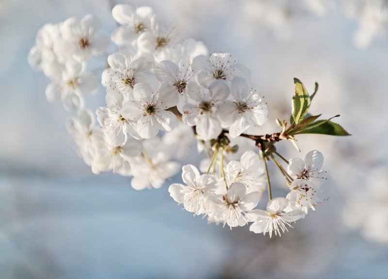 spring, blossom springphoto preview