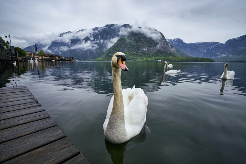 landscapes  travel харштадт Австрия photo preview