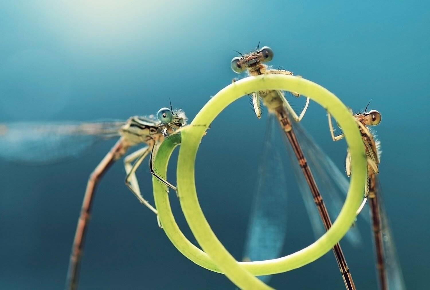 , Лапшина Владлена