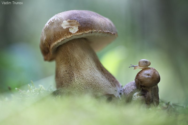 улитка, белый гриб,  макро *** фото превью