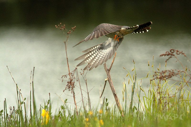 животные птицы кукушка кукушкаphoto preview