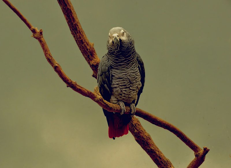 abudhabi.parrot.rendezvous Свиданиеphoto preview