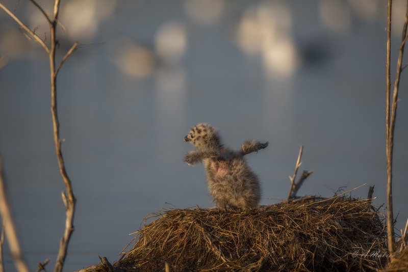 Мне бы в небоphoto preview