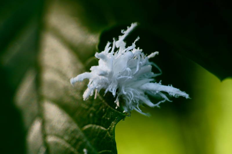 south korea, seoul, park, summer, worm, macro, animal, white, unique form, A White wormphoto preview