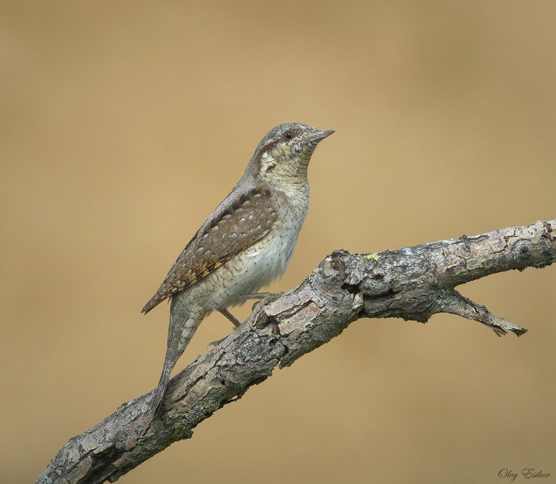 птицы вертишейка Вертишейкаphoto preview