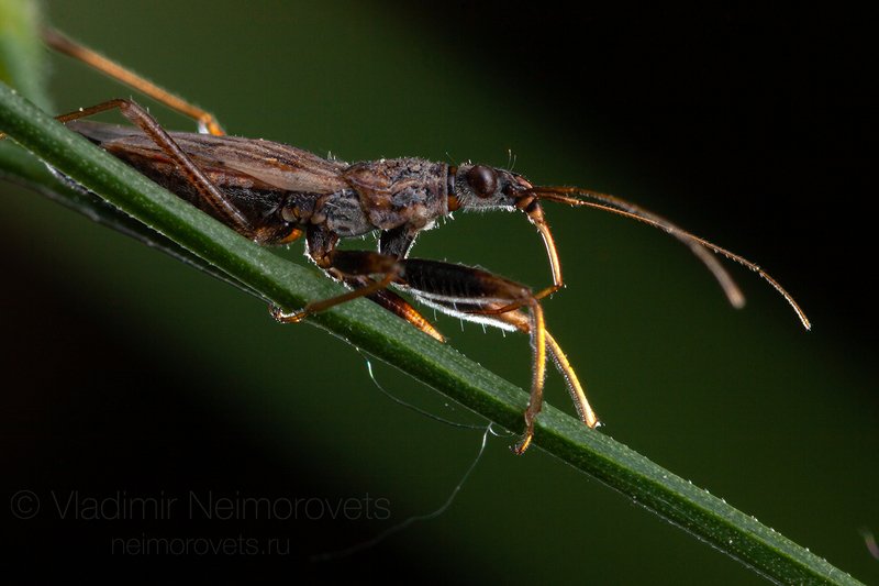 damsel bug, Nabis, heteroptera, predator, true bug, Gatchina district, Leningrad Region, Russia. The damsel bug (Nabis sp.) / Клоп-охотник (Nabis sp.)  фото превью