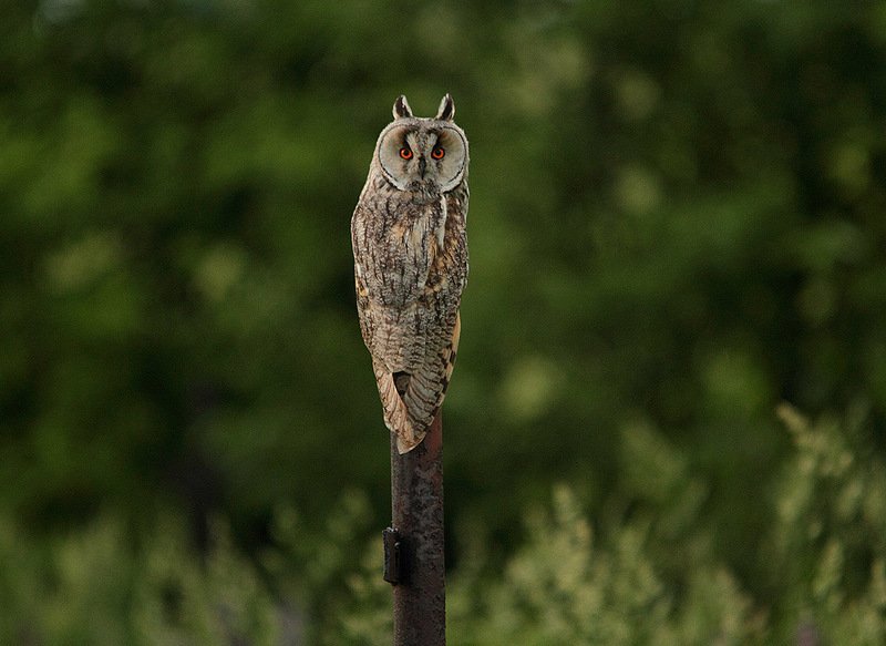 животные птицы ушастая сова вечер Ушастая соваphoto preview