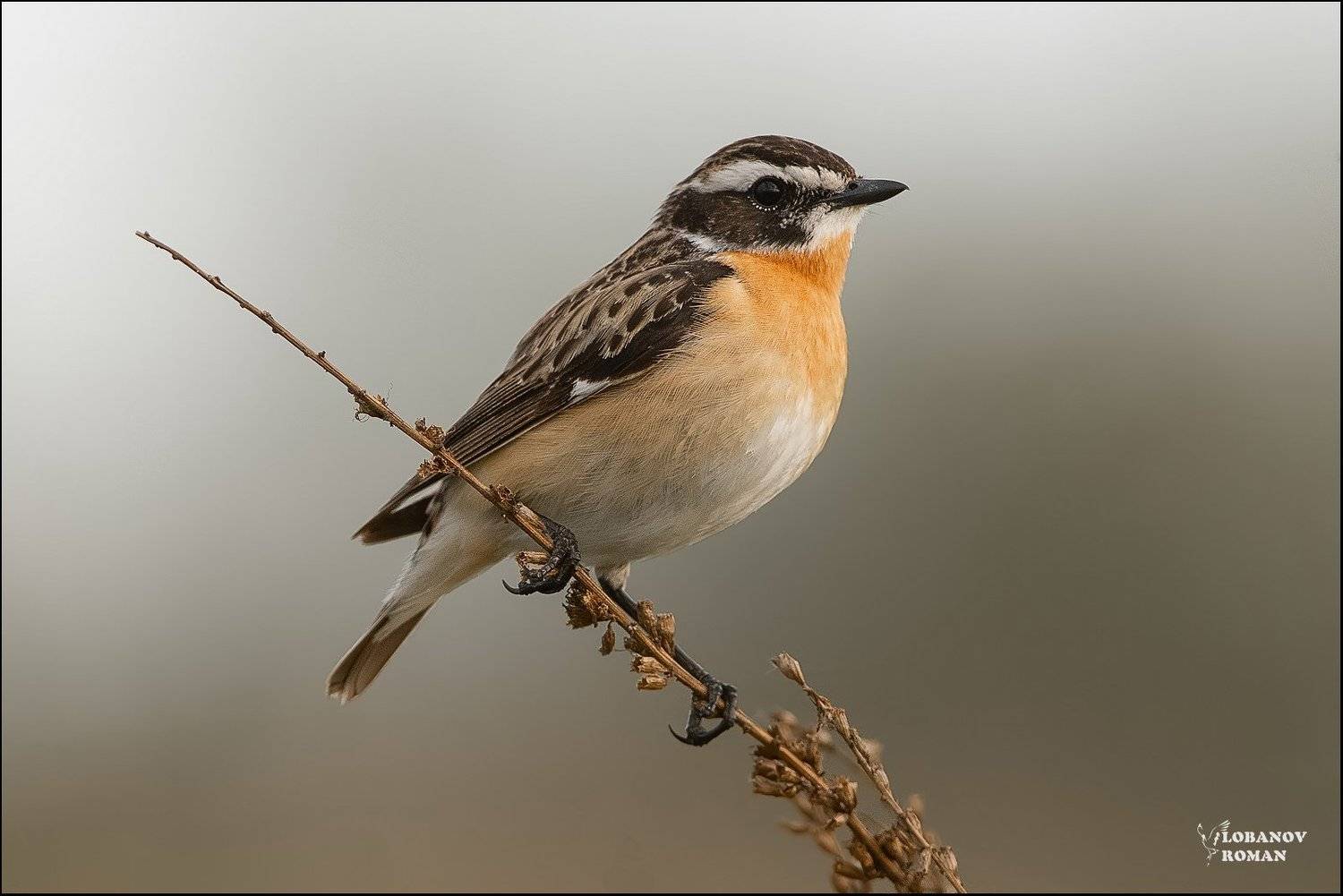 Автор: Lobanov Roman Птицы Чекан Сергиев Посад Лобанов Пересвет, Lobanov Roman