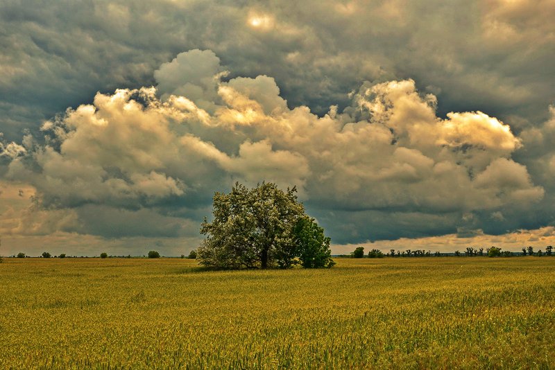 лето, поле, тучи, гроза Предгрозовоеphoto preview