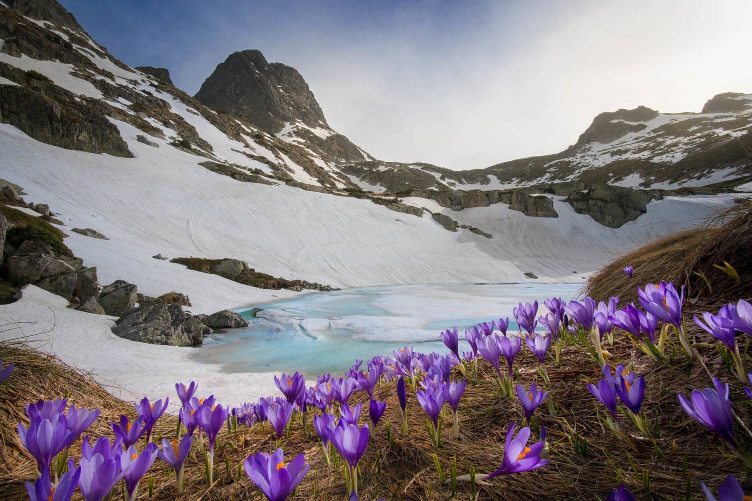#spring #malyovitsa #bulgaria #crocuses, Mая Врънгова