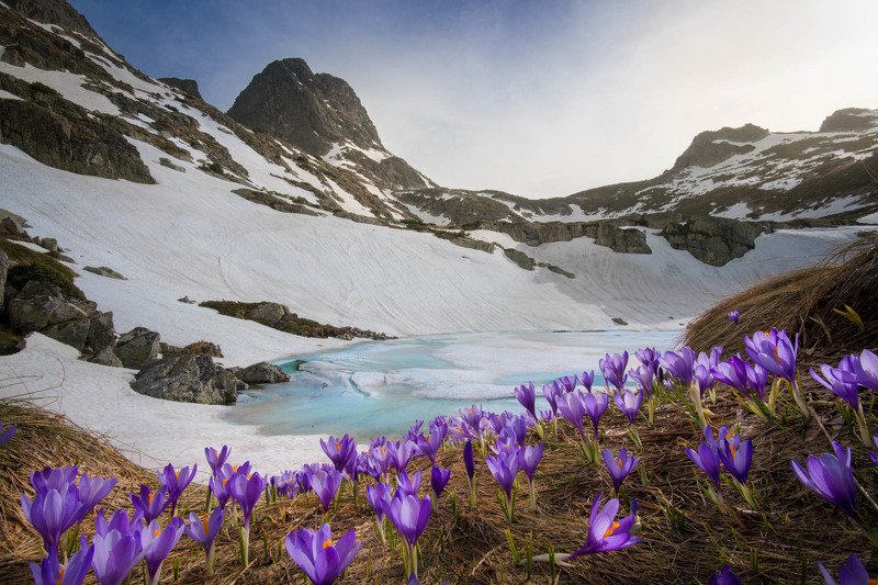 #spring #malyovitsa #bulgaria #crocuses The magic of the Springphoto preview
