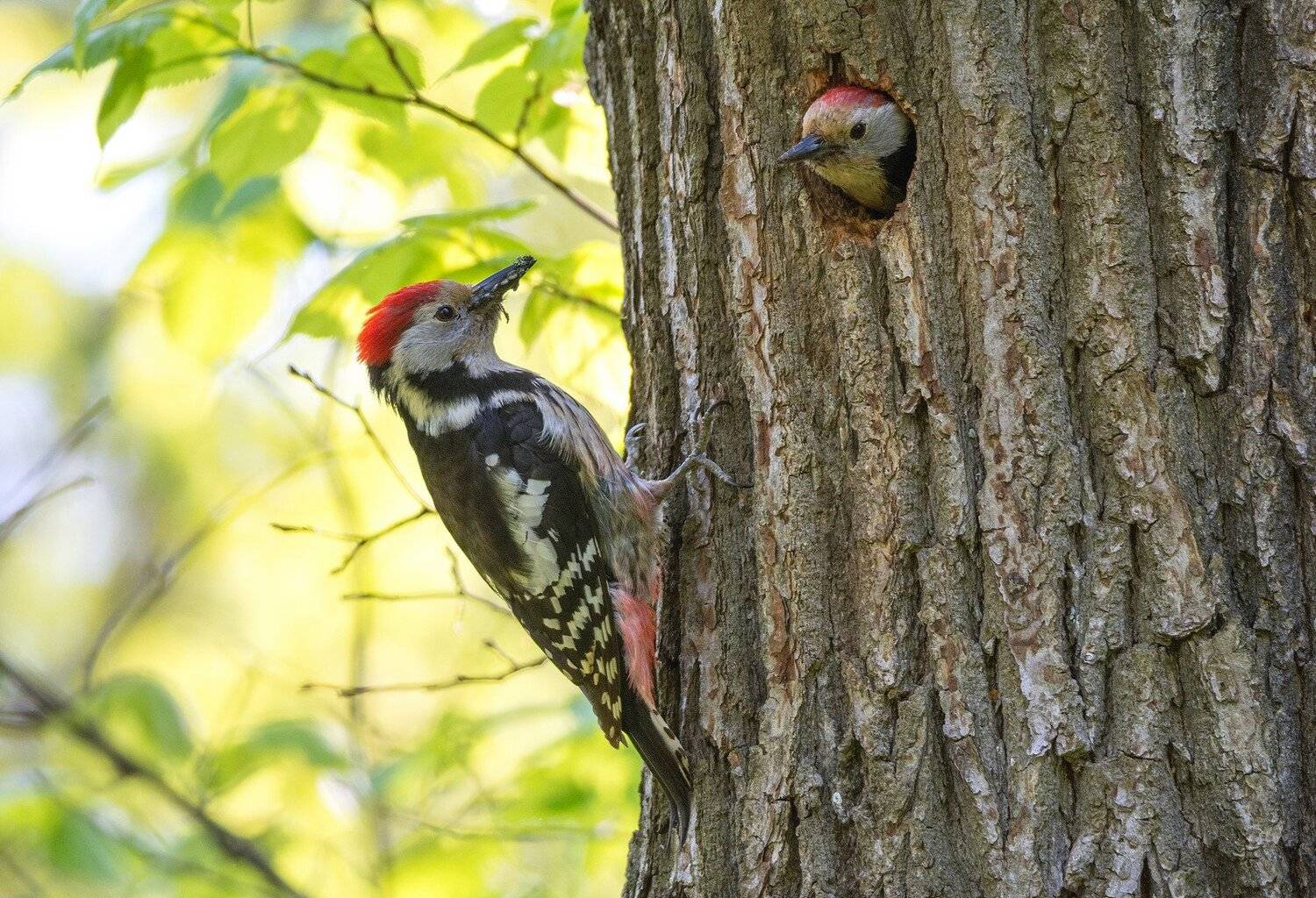 птица средний дятел, Руслан Сигушин