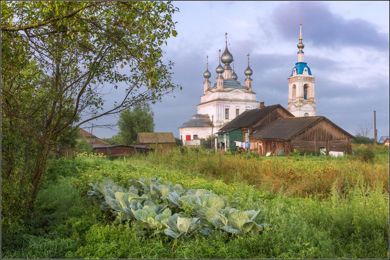 Про капустуphoto preview