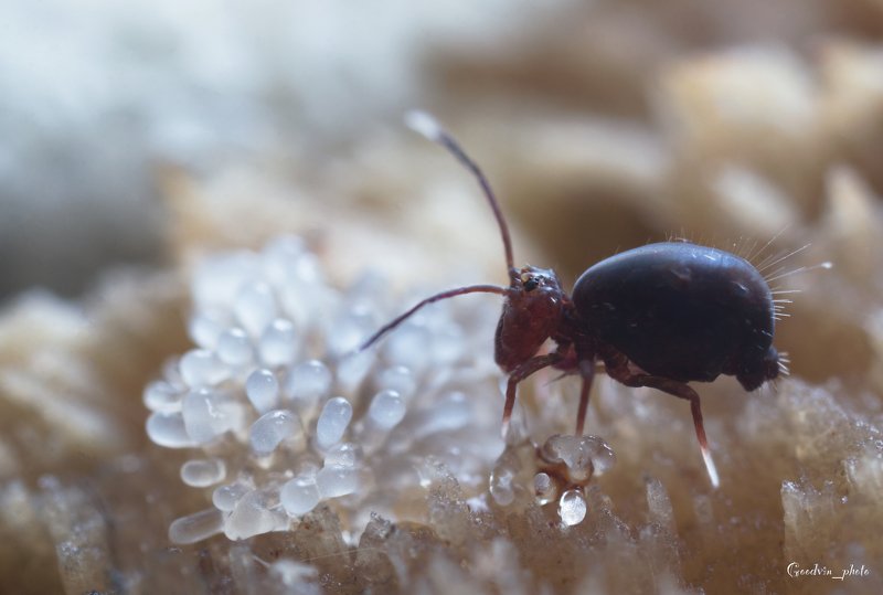 коллембола, супермакро, природа, лес, фауна, макромир, красота Завтракphoto preview