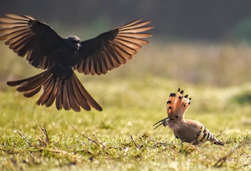 birds wildlife The hard worker and the snatcherphoto preview