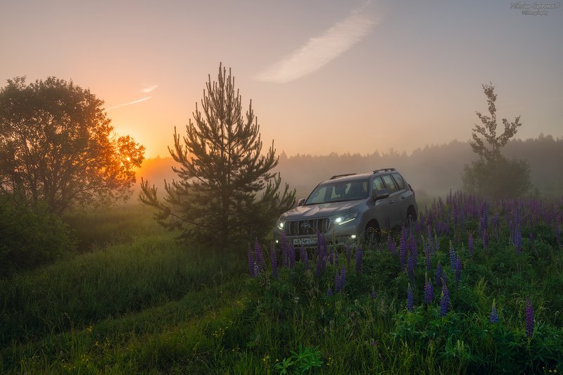 люпины, лето, рассвет, toyota, тойтоа, прадо, prado, land cruiser, фототур \