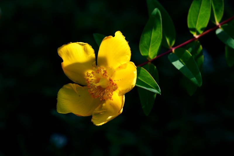 south korea, seoul, spring, bokeh, backlight, macro, yellow, beautiful, close-up, flower, contrast Beautiful yellowphoto preview