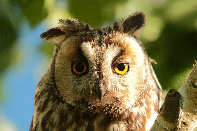 животные птицы весна ушастая сова Взгляд ушастойphoto preview