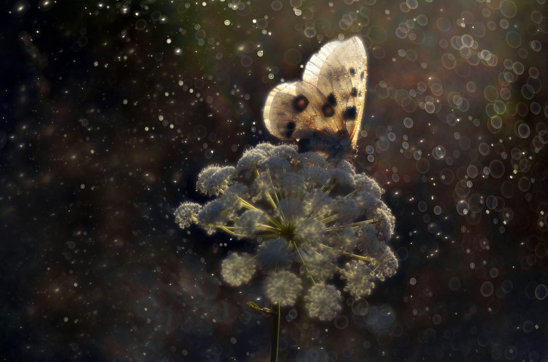 макро, насекомые, бабочка, апполон, красная книга, макро мир, макросъемка, лето, боке, Таинственный Апполонphoto preview