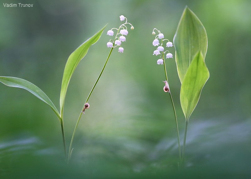 *** фото превью