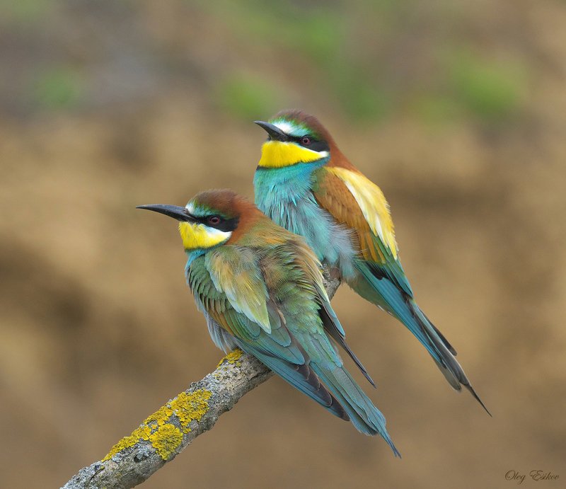 птицы, золотистая щурка Три недели из жизни золотистых щурокphoto preview