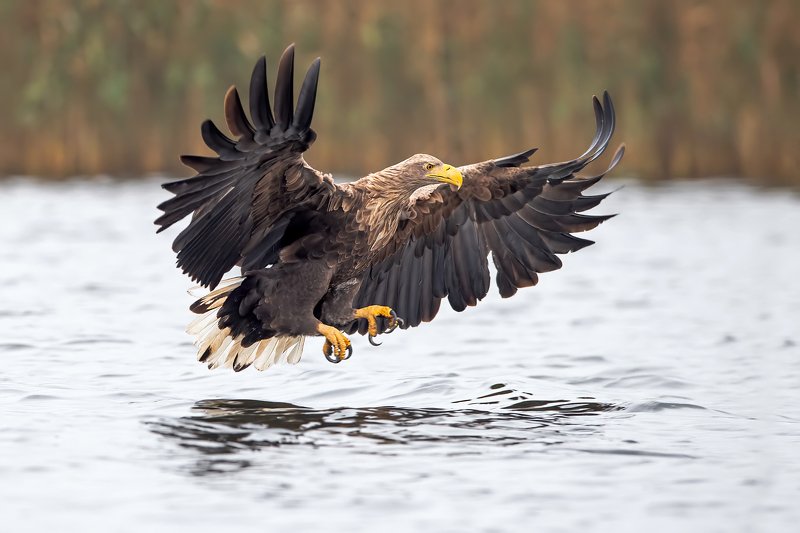 Bielik orzeł, drapieżnik, ptak drapieżny Bielik orzełphoto preview