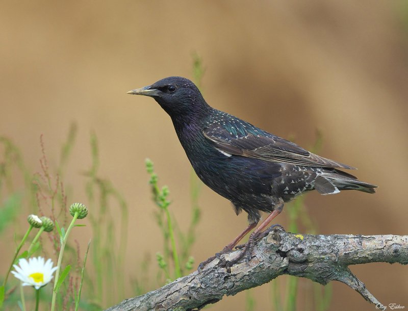 птицы, скворец Скворецphoto preview