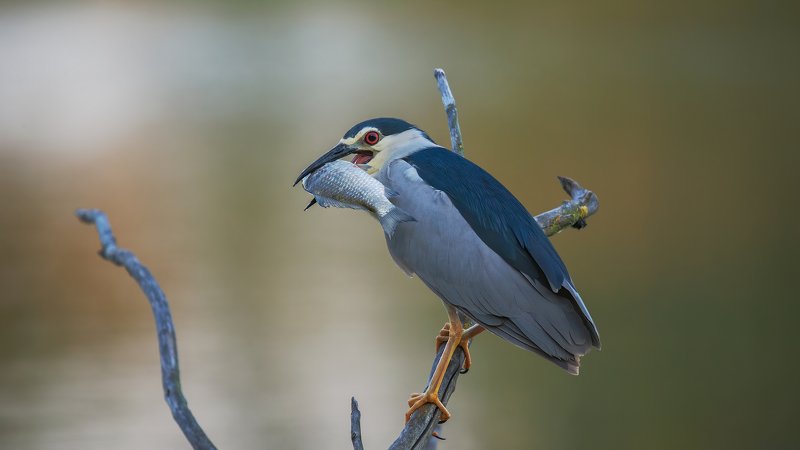 кваква, утро О рыбаке и рыбкеphoto preview