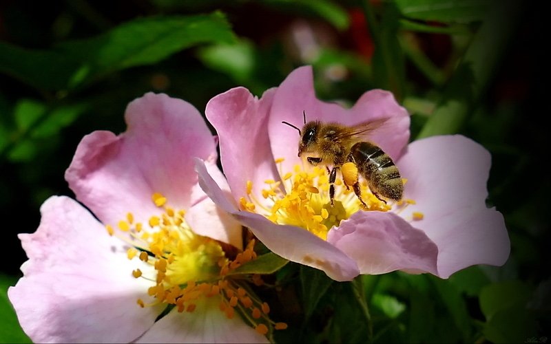 Пчелкаphoto preview